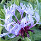 Centaurée bleue des montagnes - Centaurea montana coerulea - Plantes