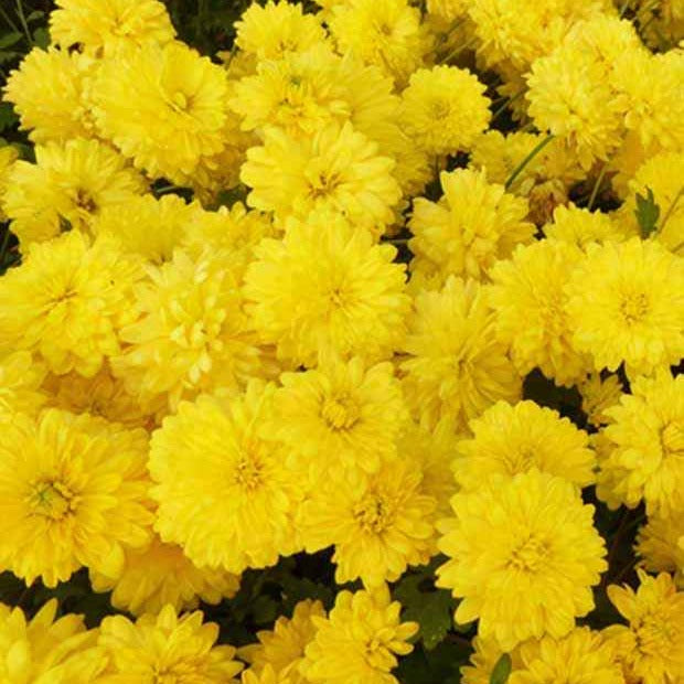 Chrysanthème des jardins Citronella - Chrysanthemum indicum citronella - Plantes