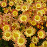 Chrysanthème Dernier Soleil - Chrysanthemum dernier soleil - Plantes