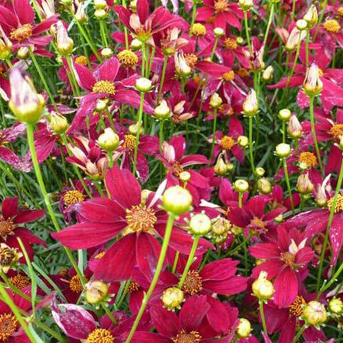 Coreopsis verticillé Red Satin - Coreopsis verticillata red satin - Plantes