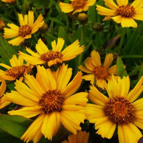 Coreopsis lancéolée Goldtaler - Willemse