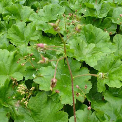 Saxifrage pelté - Darmera peltata - Plantes