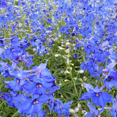 Delphinium Volkerfrieden - Willemse