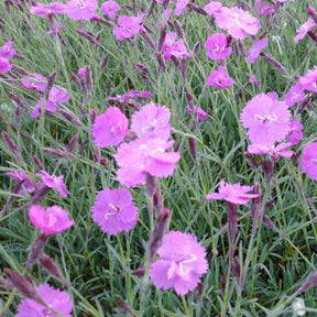 3 Œillets bleuâtres Eydangeri - Willemse