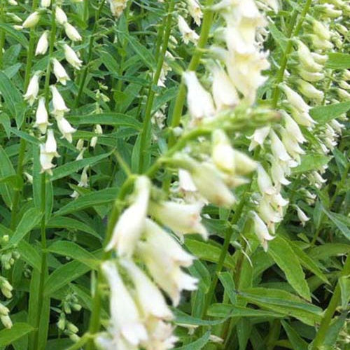 3 Digitales jaunes - Willemse