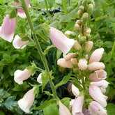 Digitale Sutton's Apricot - Willemse