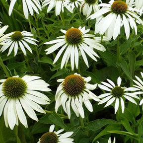 Rudbeckia pourpre  Baby Swan White - Echinacea - Willemse