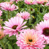 Echinacée pourpre Sunseekers Salmon  - Willemse