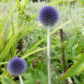 Boule azurée Veitchs Blue - Chardon boule - Echinops ritro veitchs blue - Plantes