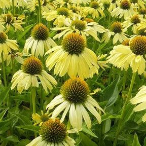 Rudbeckia  Sunrise - Echinacea - Willemse