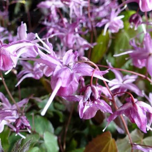 Epimedium à grandes fleurs Lilafee - Epimedium grandiflorum lilafee - Plantes