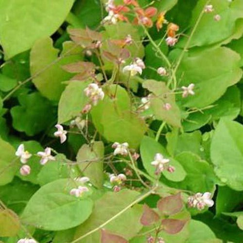 Epimedium pubigerum - Epimedium pubigerum - Plantes
