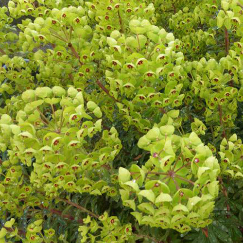 Euphorbe de Martin - Euphorbia martinii - Plantes