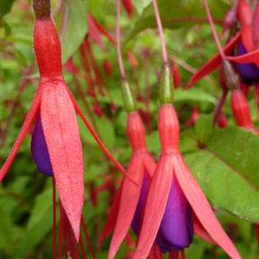 Fuchsia rustique à feuilles pourpres - Willemse