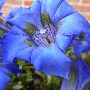 Gentiane acaule - Willemse