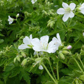 Géranium vivace des bois Album - Willemse