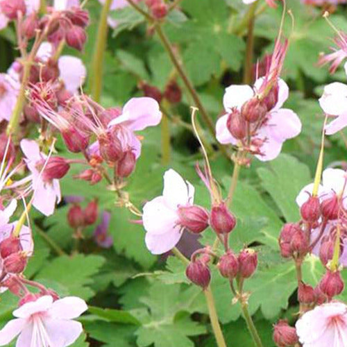 Géranium vivace Ingwersens Variety - Geranium macrorrhizum ingwersens variety - Plantes