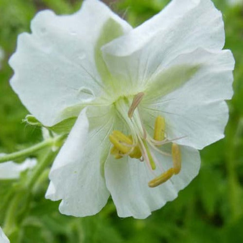 Géranium vivace à fleurs blanches - Geranium phaeum album - Plantes