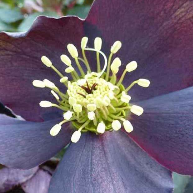 Hellébore d'Orient Black - Helleborus orientalis black - Plantes