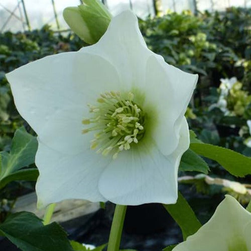 Héllébore d'Orient White Lady - Helleborus orientalis white lady - Plantes