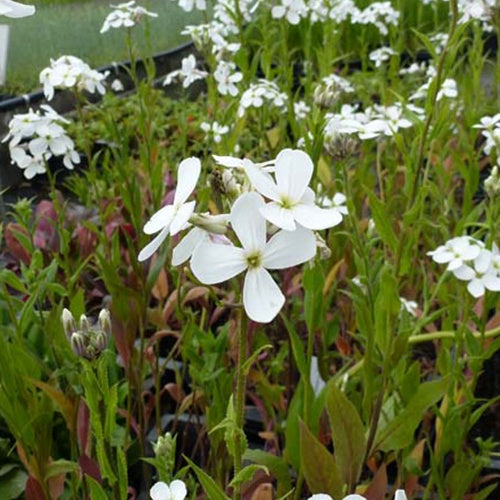 3 Juliennes des Dames à fleurs blanches - Hesperis matronalis alba - Plantes