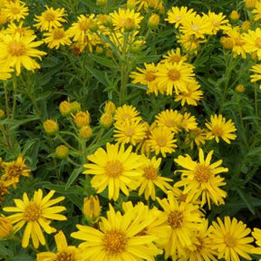 Heterotheca villosa Golden Sunshine - Willemse