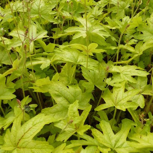 Heucherella Alabama sunrise - Willemse