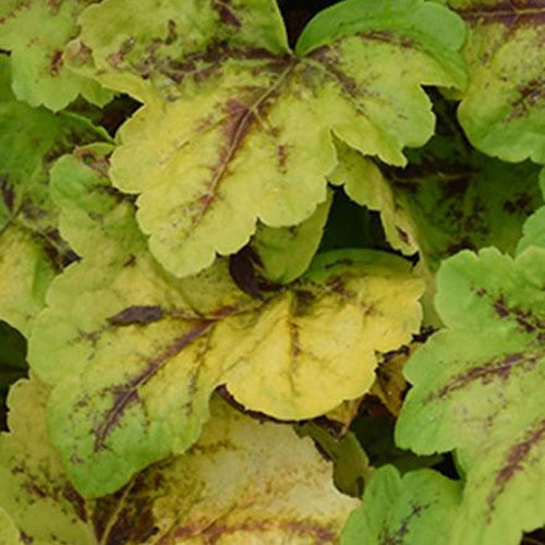 Heucherella Eye Spy - Willemse