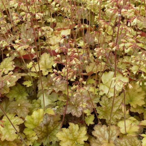 Heuchère Ginger Ale - Willemse
