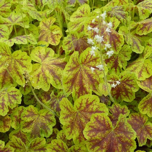 Heucherella Solar Eclipse - Willemse