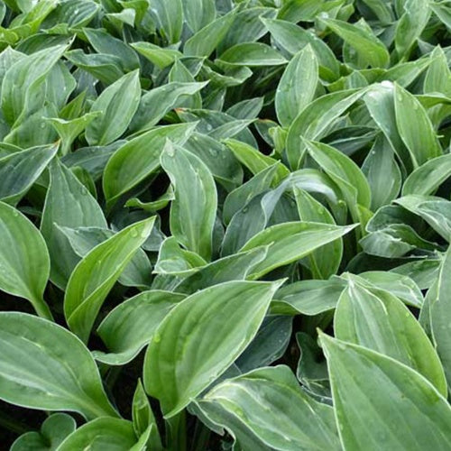 Hosta Hanky Panky - Willemse