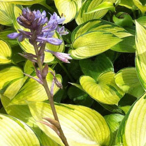 Hosta June Fever - Willemse