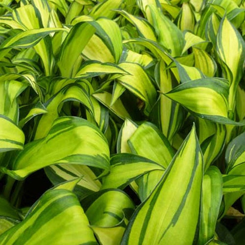 Hosta Rainbow's End - Willemse