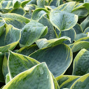 Hosta Sugar Daddy - Hosta sugar daddy - Willemse