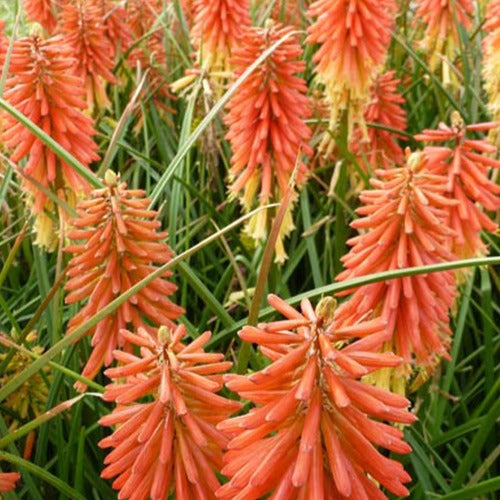 Tritoma Redhot Popsicle - Kniphofia redhot popsicle ( popsicle series ) - Plantes