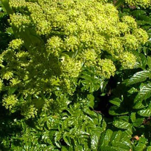 Angélique pachycarpa - Angelica pachycarpa - Plantes