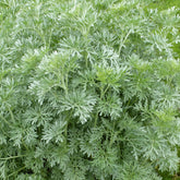 3 Absinthes - Artemisia absinthium - Plantes
