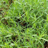 Estragon - Artemisia dracunculus - Plantes