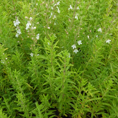 3 Sarriettes vivaces - Satureja montana - Plantes