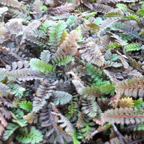 3 Cotules-potentilles - Willemse