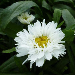 Marguerite d'été Laspider - Willemse