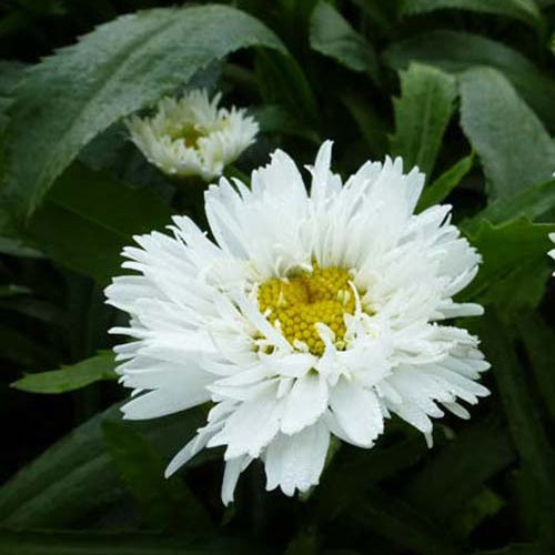 Marguerite d'été Laspider - Willemse