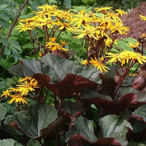 Ligulaire à feuilles dentées Britt Marie Crawford - Willemse