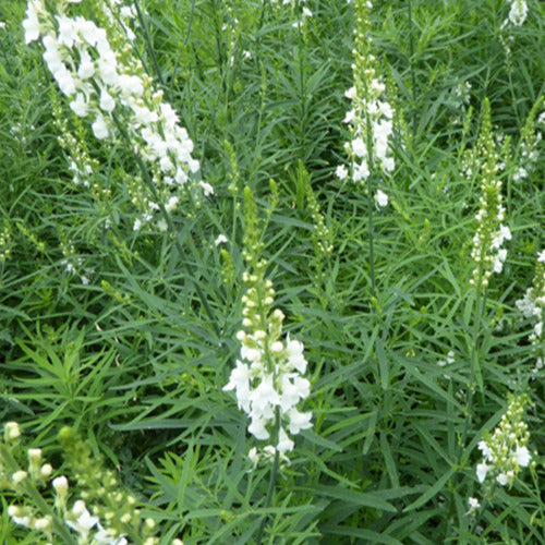 Linaire pourpre Springside White - Linaria purpurea springside white - Plantes