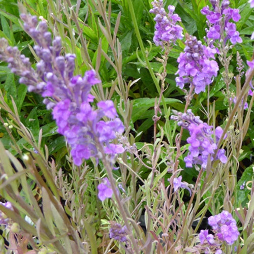 Linaire pourpre - Linaria purpurea - Plantes