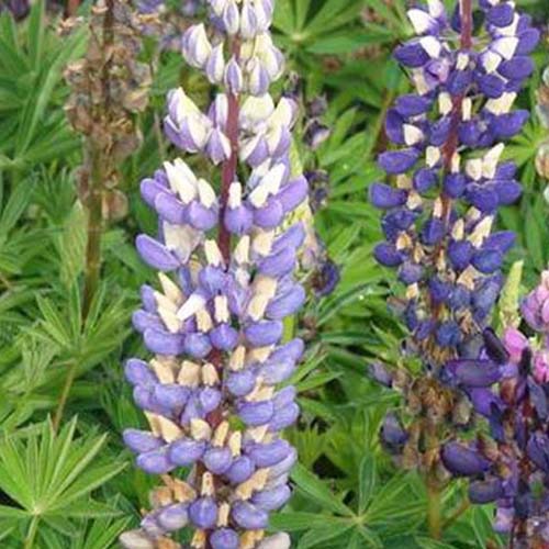 Lupin Gallery Blue - Lupinus gallery blue - Plantes
