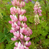 3 Lupins Gallery Pink - Lupinus gallery pink - Plantes