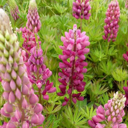 3 Lupins Gallery Red - Lupinus gallery red - Plantes