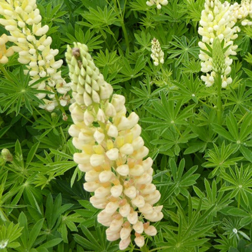 3 Lupins Gallery Yellow - Lupinus gallery yellow - Plantes