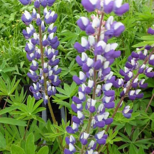 3 Lupins Le Gouverneur - Lupinus the governor - Plantes